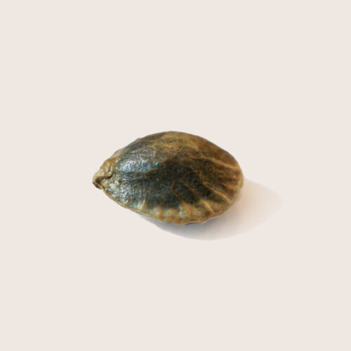 Seeds